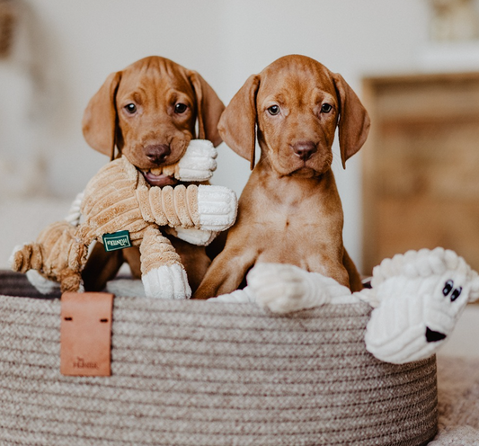 Welcome Home Puppy